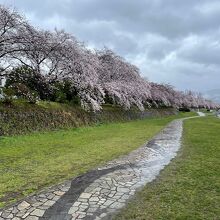 水無川の桜