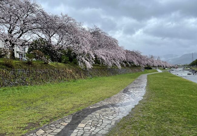 秦野桜まつり