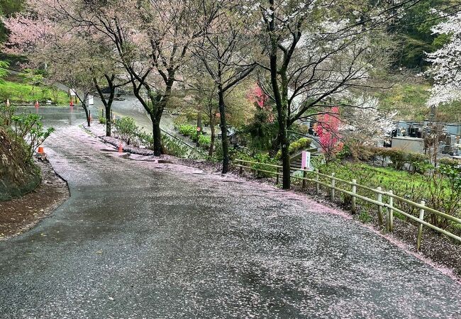 今年の飯山桜