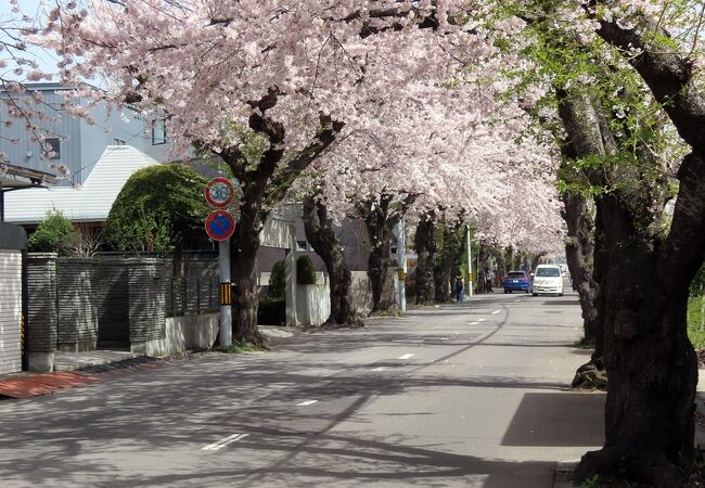 桜が丘通り