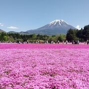 一面に咲く芝桜と富士山