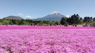 一面に咲く芝桜と富士山