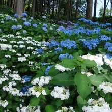 吊り橋を渡った先の紫陽花が綺麗でした