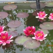 琵琶湖のほとりにある植物公園