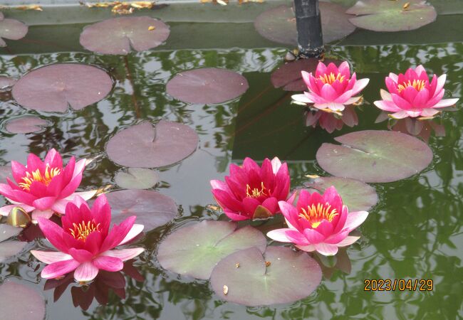 琵琶湖のほとりにある植物公園