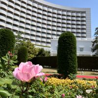 初夏はバラの花が綺麗です