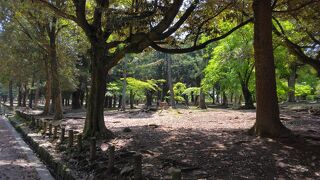 鹿たちにとても癒やされます。