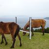 御崎馬に会いに行こう