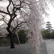 春は桜が見事です。