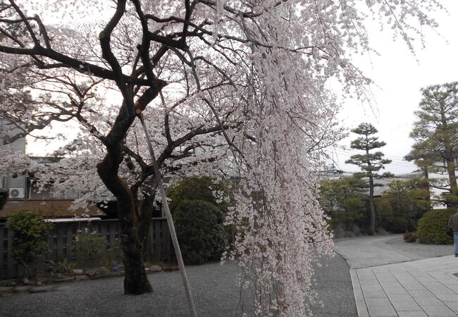 春は桜が見事です。