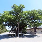 【清水谷家の椋】京都御所の南西角にある巨木