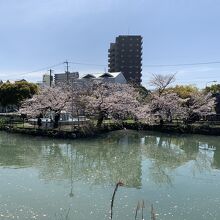 お堀と桜