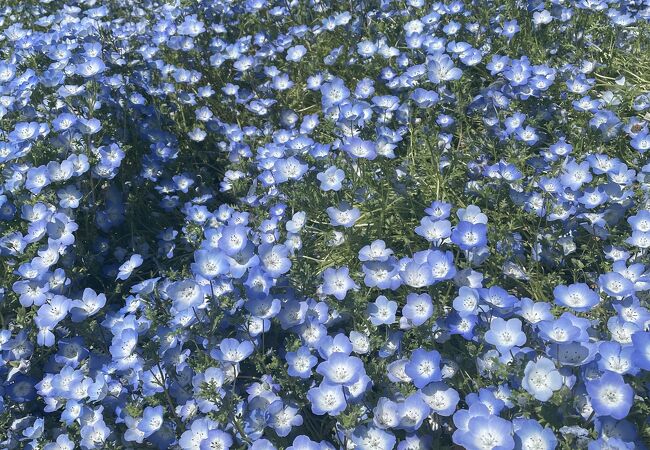 今の時期、ネモフィラが見頃でした！