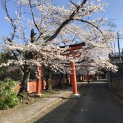 竹中稲荷神社の桜は、京都でも穴場的なスポット