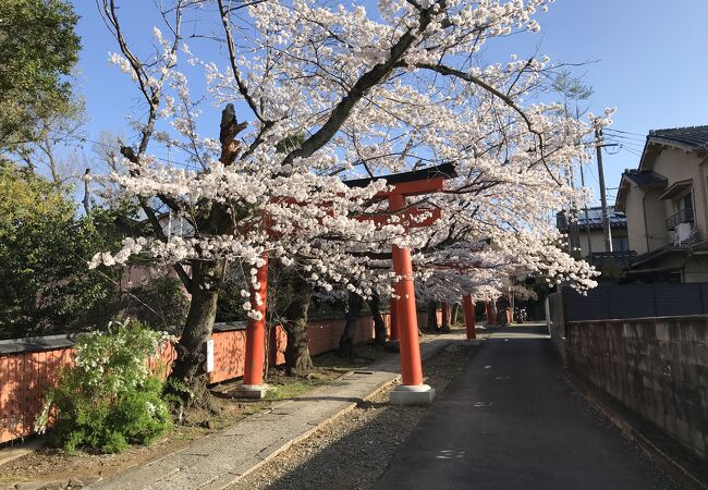 竹中稲荷神社の桜は、京都でも穴場的なスポット