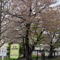 札幌の桜の標本木が隣にある「北1条おてんき公園」
