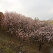 桜の時期