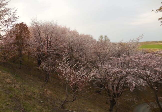 桜の時期