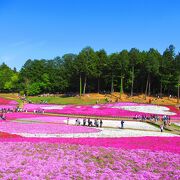 芝桜の丘