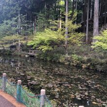 根道神社 (モネの池)