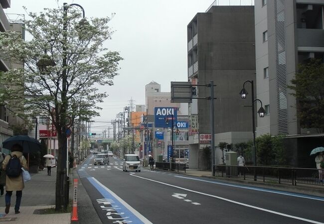 ハナミズキの並木道がきれい