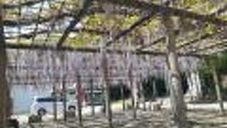 本当にきれいです