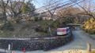 うまく共存していますね