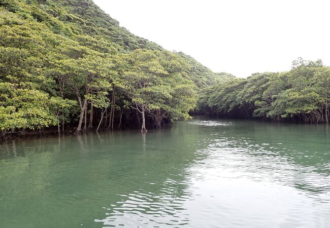 困った時の浦内川観光