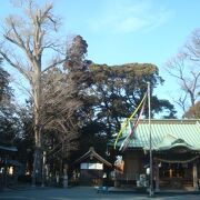 深見神社内のハルニレ