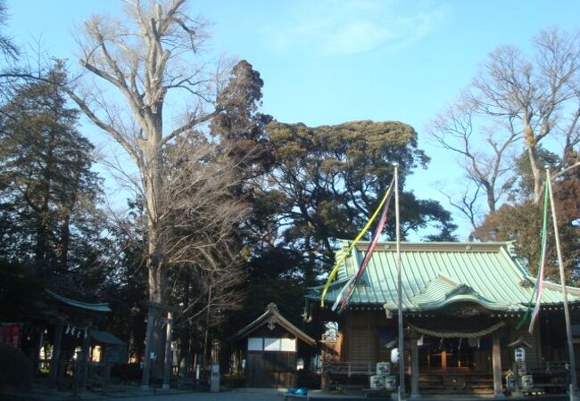 深見神社内のハルニレ