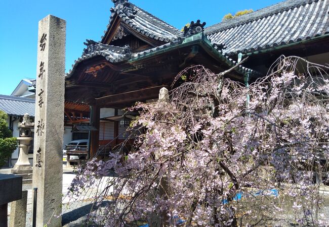本殿脇の枝垂れ桜が満開でした