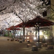 祇園白川宵桜ライトアップ