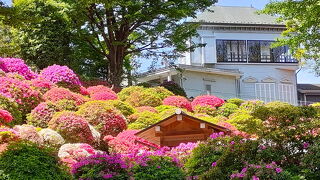 つつじの名所で知られる神社