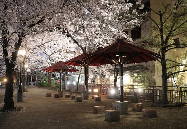 祇園白川宵桜ライトアップ 