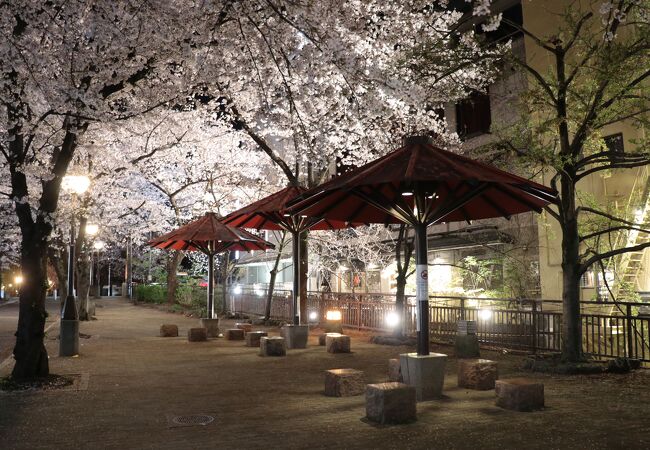 祇園白川宵桜ライトアップ