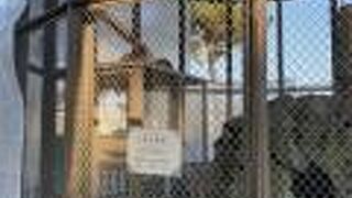 ニホンザルの檻