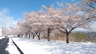 春の雪桜を堪能する