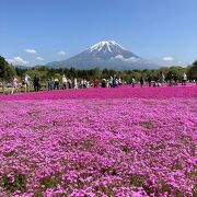 約50万株の『富士芝桜まつり』会場は富士山をバックにお花見♪♪ふわふわ花絨毯のように春色に咲き誇っていまぁ～すヽ(~∀~○)ﾉ