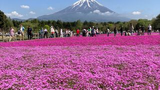 約50万株の『富士芝桜まつり』会場は富士山をバックにお花見♪♪ふわふわ花絨毯のように春色に咲き誇っていまぁ～すヽ(~∀~○)ﾉ