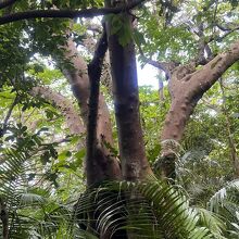 ギランイヌビワ