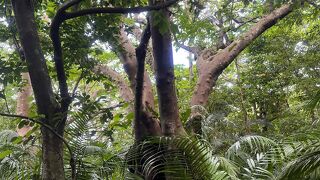 ジャングルのような場所