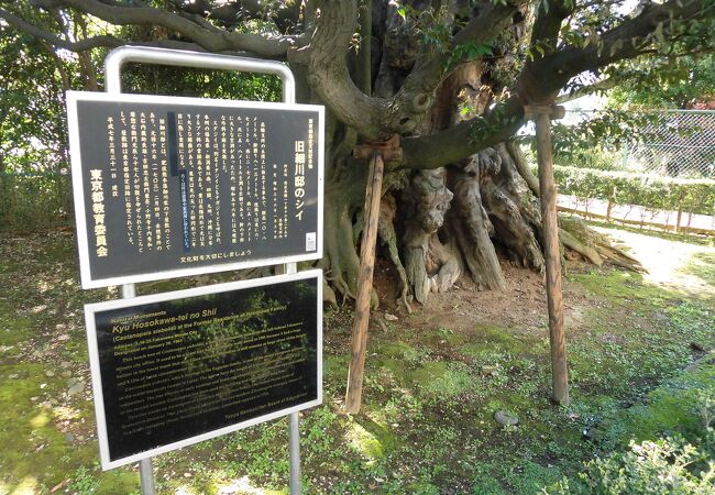 神々しくて精霊が宿っているような雰囲気