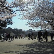 桜と城の絶景