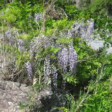 小歩危峡に咲く、満開の藤の花