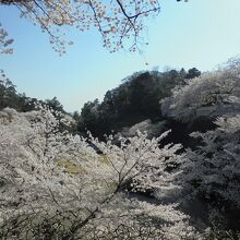 石川門にて　桜が満開
