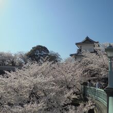 石川門にて　城と桜はよく似合う