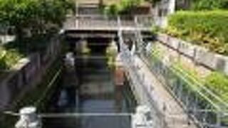 貯水槽で鯉が泳いでいます。