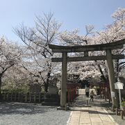 ソメイヨシノやしだれ桜など桜が美しい神社