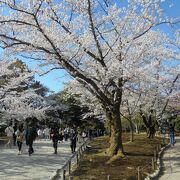 庭園の曲水と桜のコラボは絶景そのもの