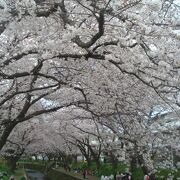 大和市南部の千本桜